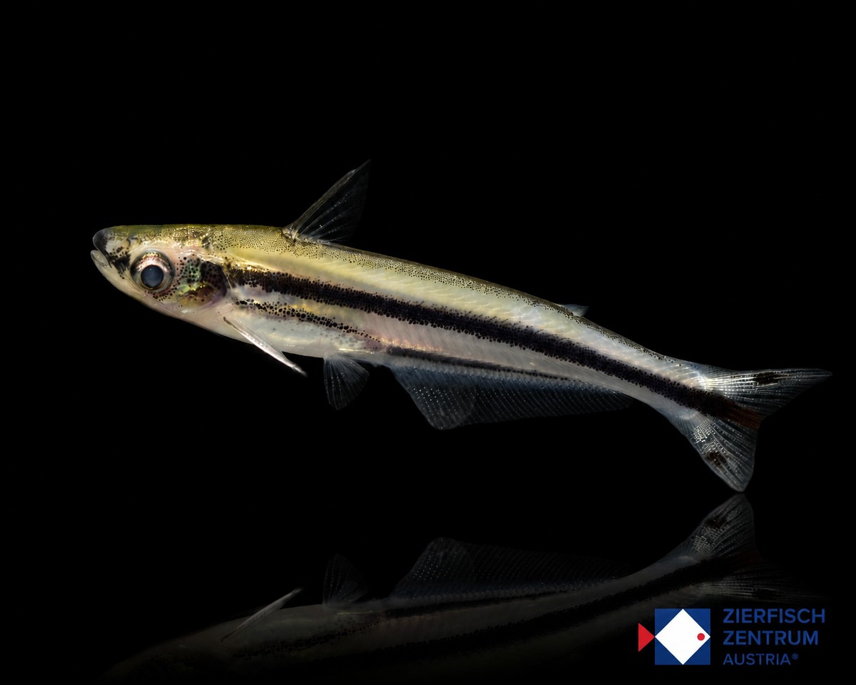 Eutropiellus debauwi