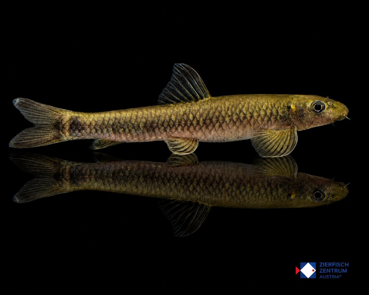 Garra congoensis