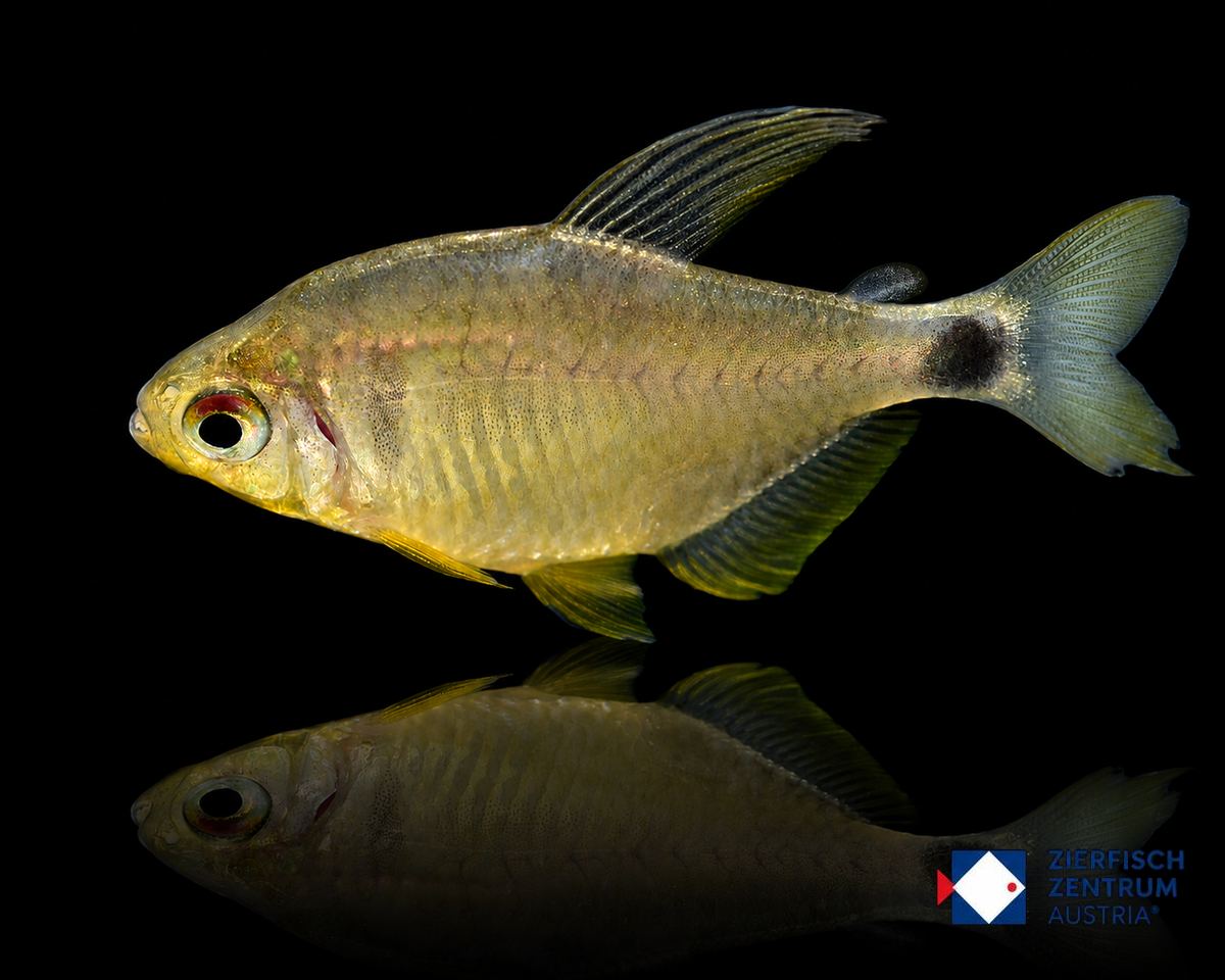 Hyphessobracon spec. cf. heliacus