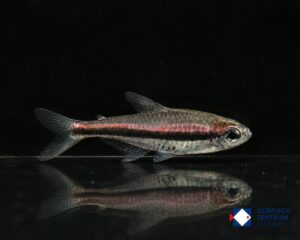 Hyphessobrycon cf. vilmae