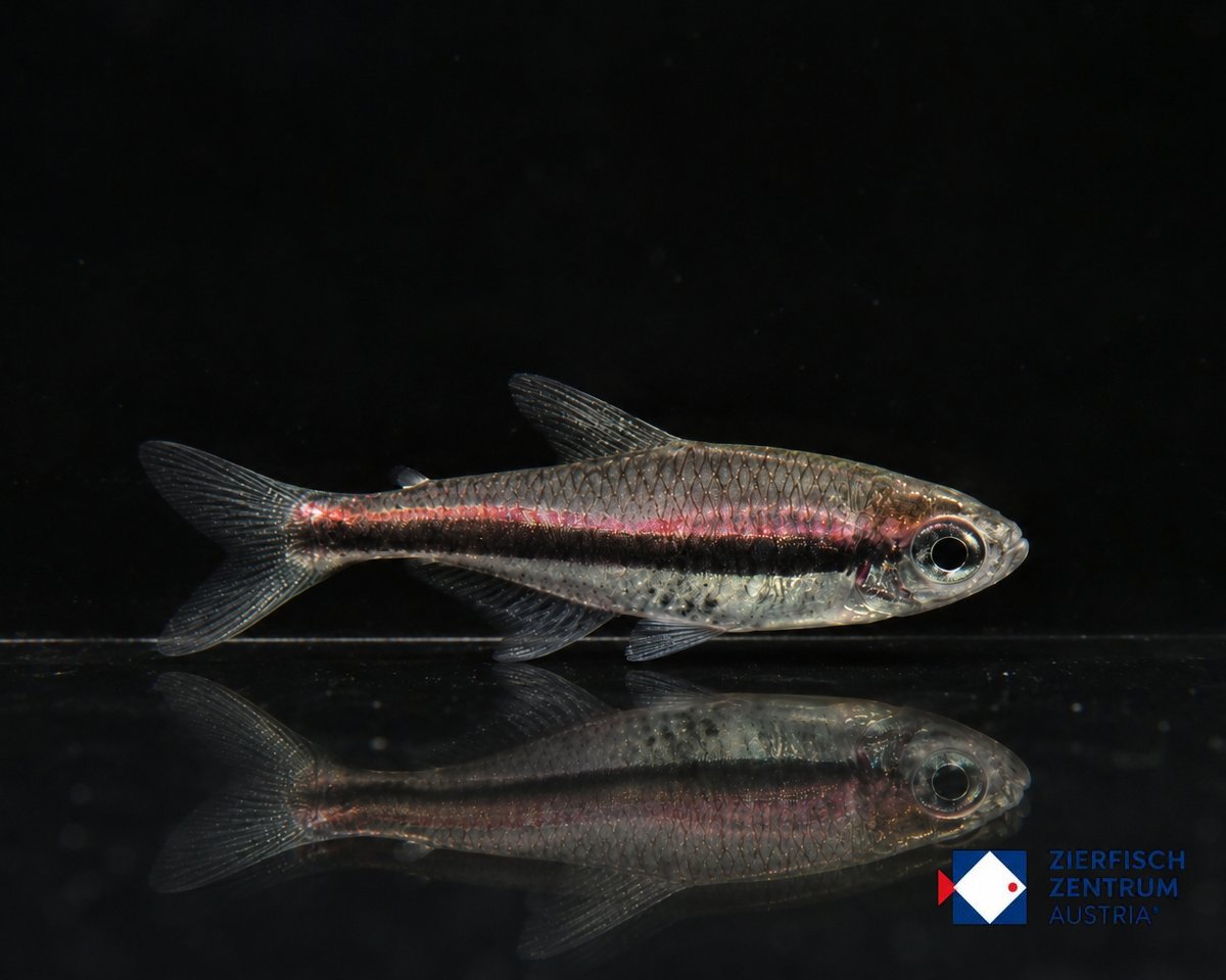 Hyphessobrycon cf. vilmae