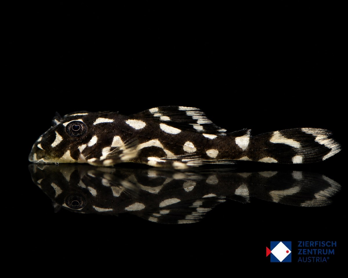Leporacanthicus spec L029xL264