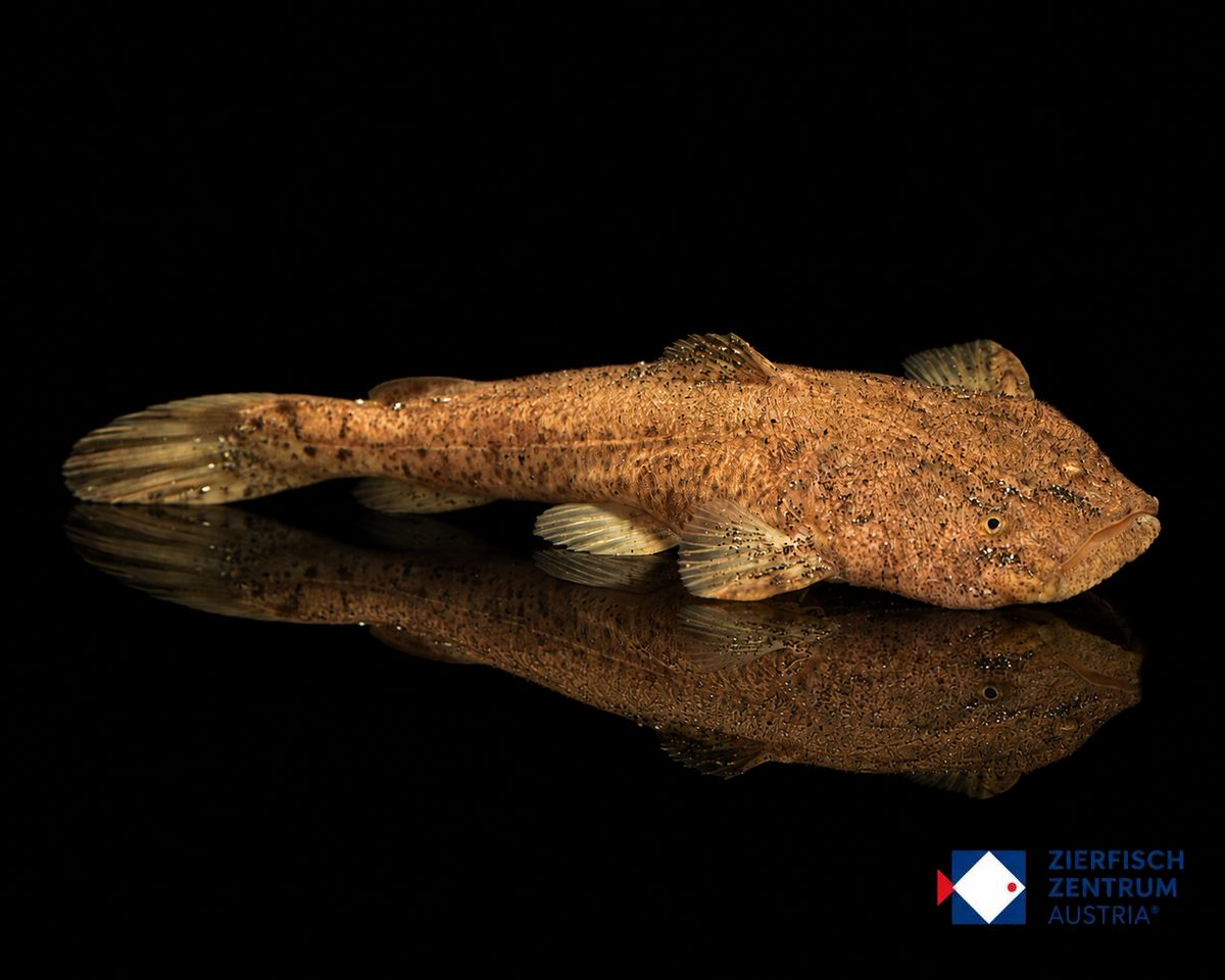 Lophiosilurus alexandri