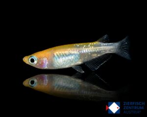 Oryzias latipes „Kohaku“