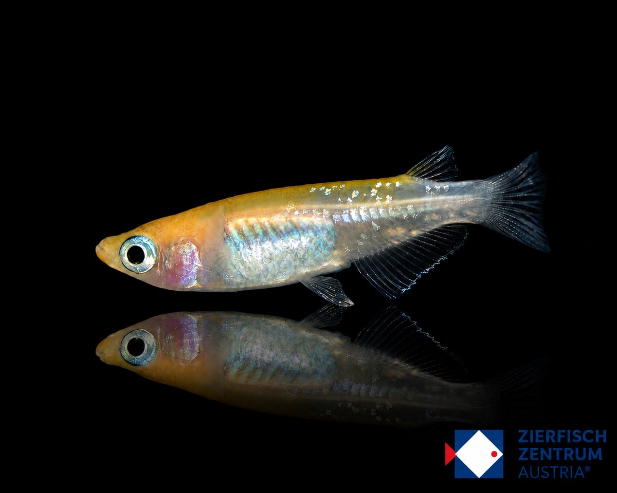 Oryzias latipes „Kohaku“