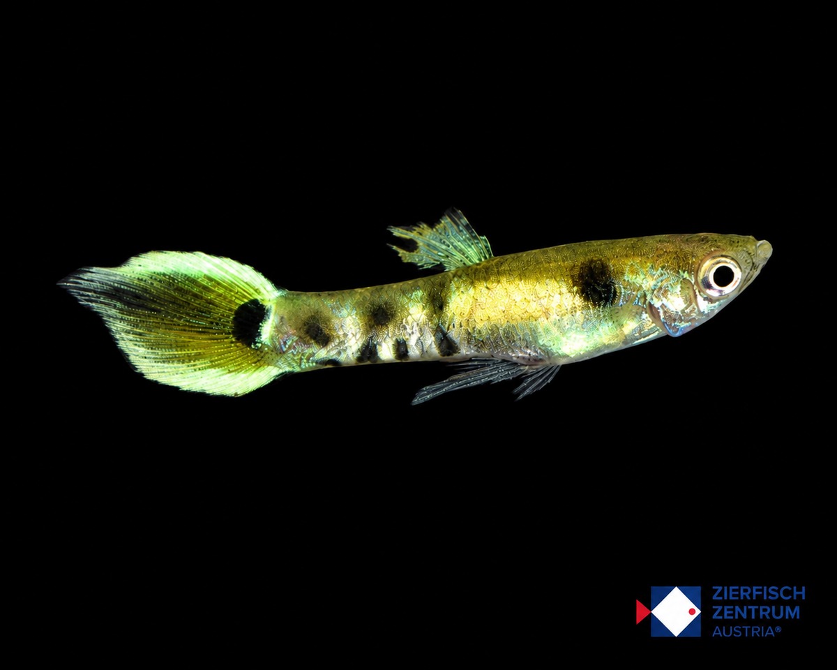 Poecilia wingei tiger