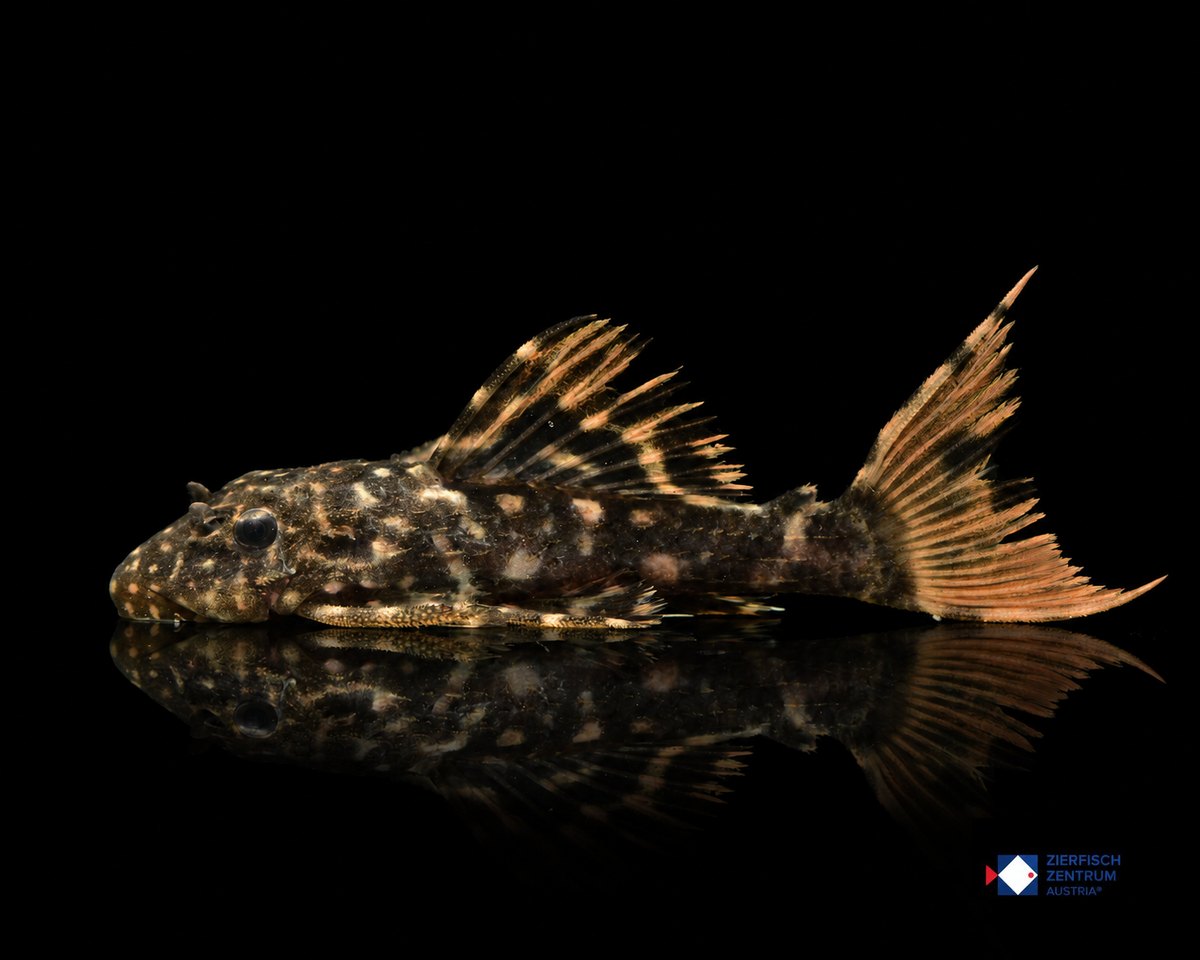 Pseudacanthicus sp. LDA 105 × Pseudacanthicus leopardus