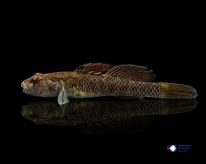Rhinogobius shennongensis
