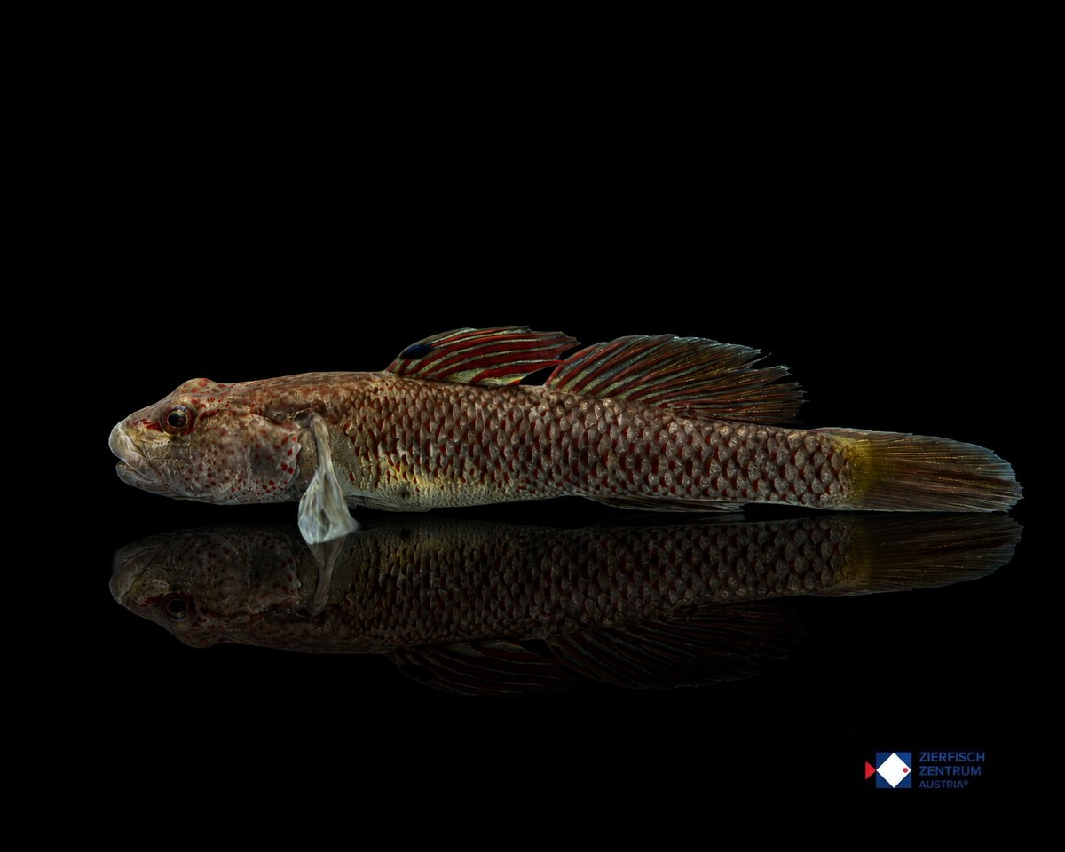 Rhinogobius shennongensis