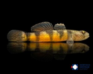 Rhinogobius sp. Tigerbee real