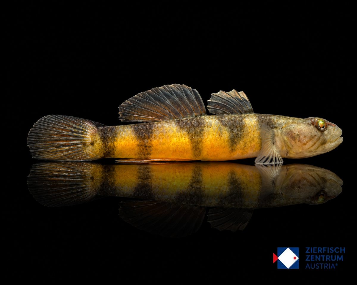 Rhinogobius sp. Tigerbee real