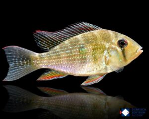 Acarichthys heckelii M