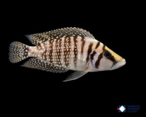 Altolamprologus calvus white