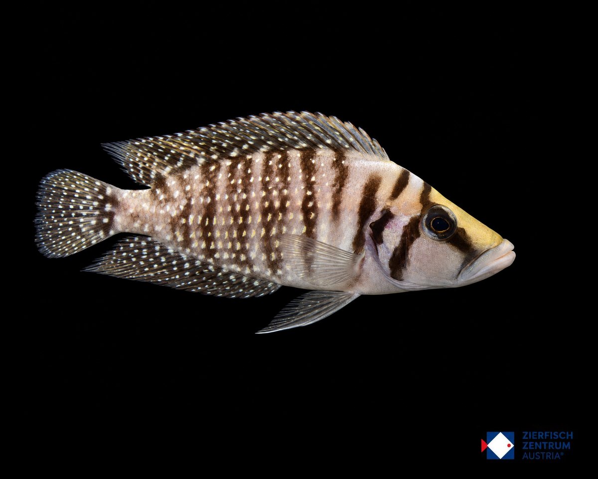 Altolamprologus calvus white
