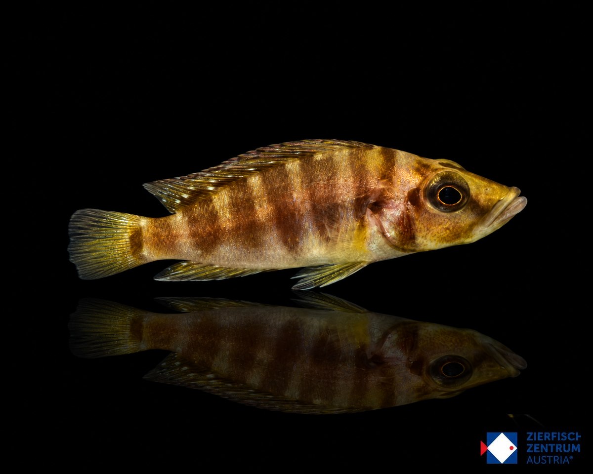Altolamprologus compressiceps gold head