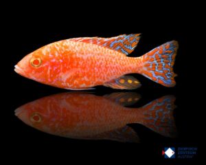 Aulonocara spec ice blue albino