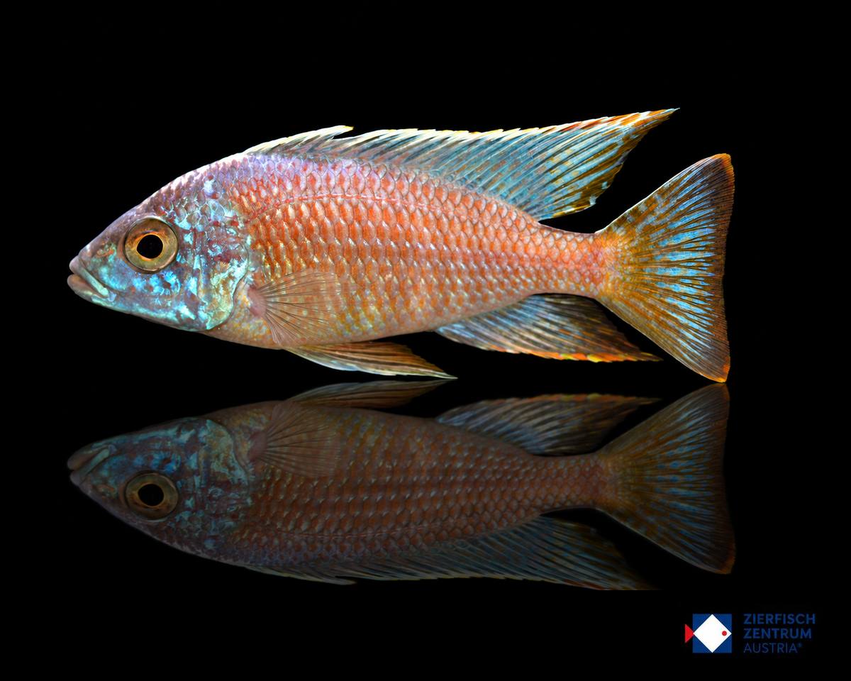 Aulonocara spec Türkis