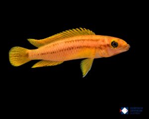 Chalinochromis spec orange