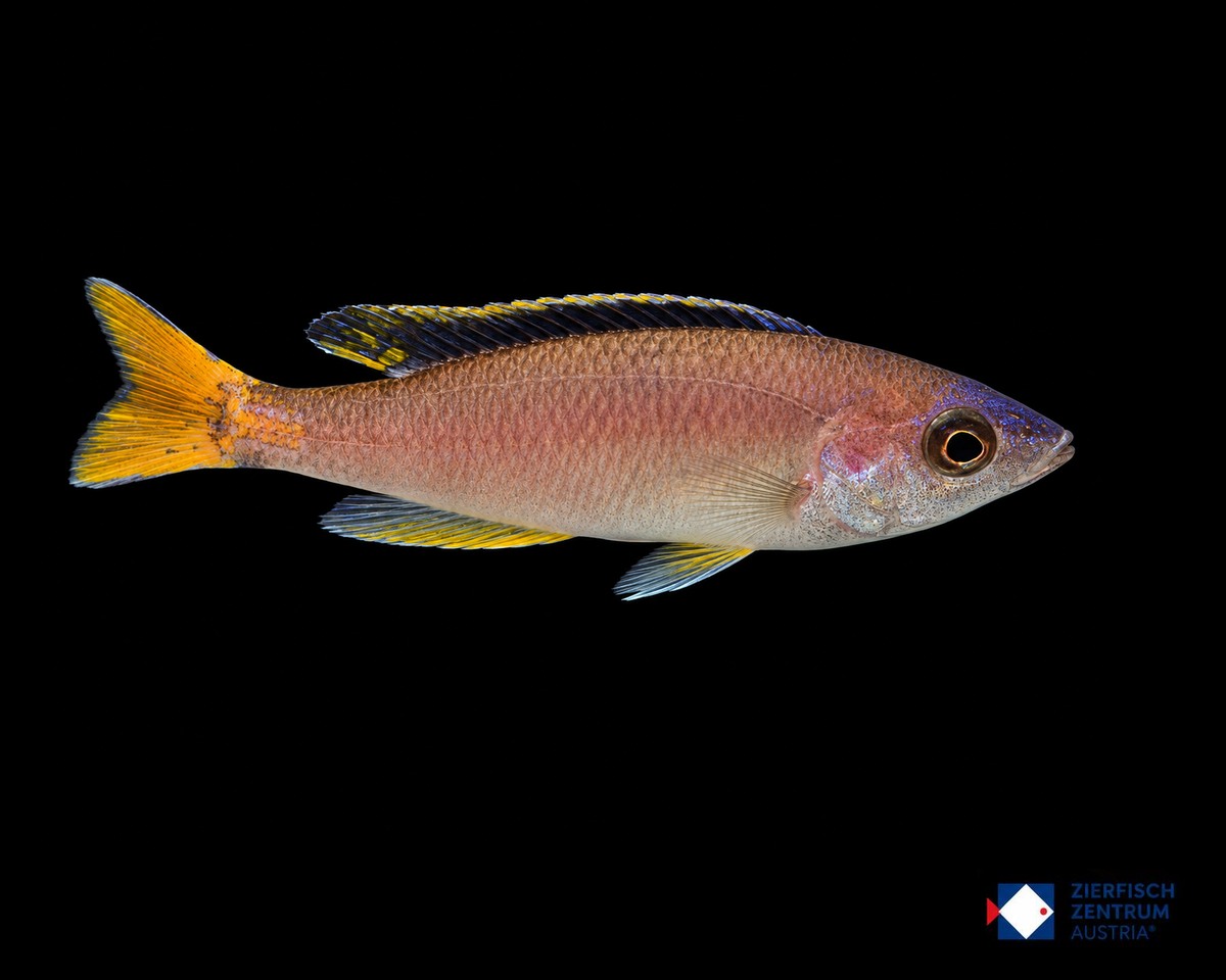 Cyprichromis leptosoma Mpulungu