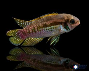 Laetacara araguaiae