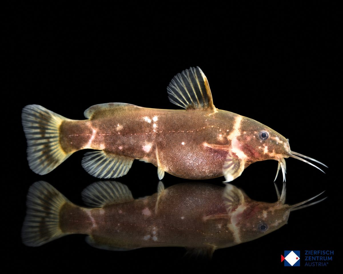 Microsynodontis batesii