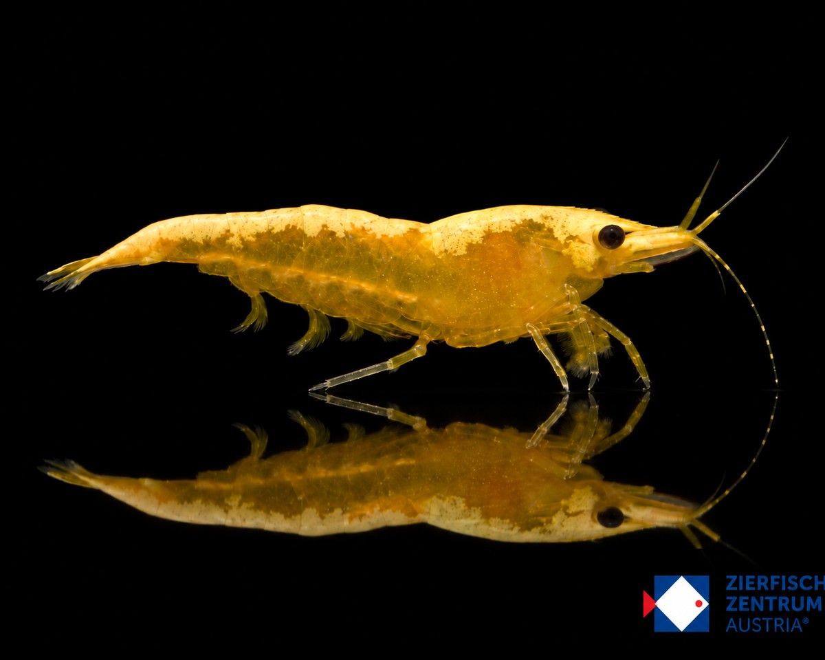 Neocaridina davidi „Yellow Golden Top“