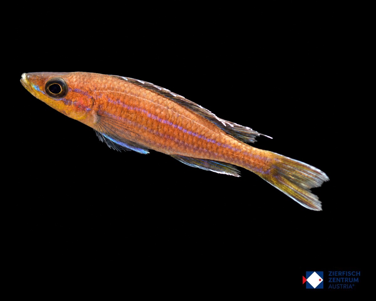 Cyprichromis nigripinnis Blue Neon Kantalamba