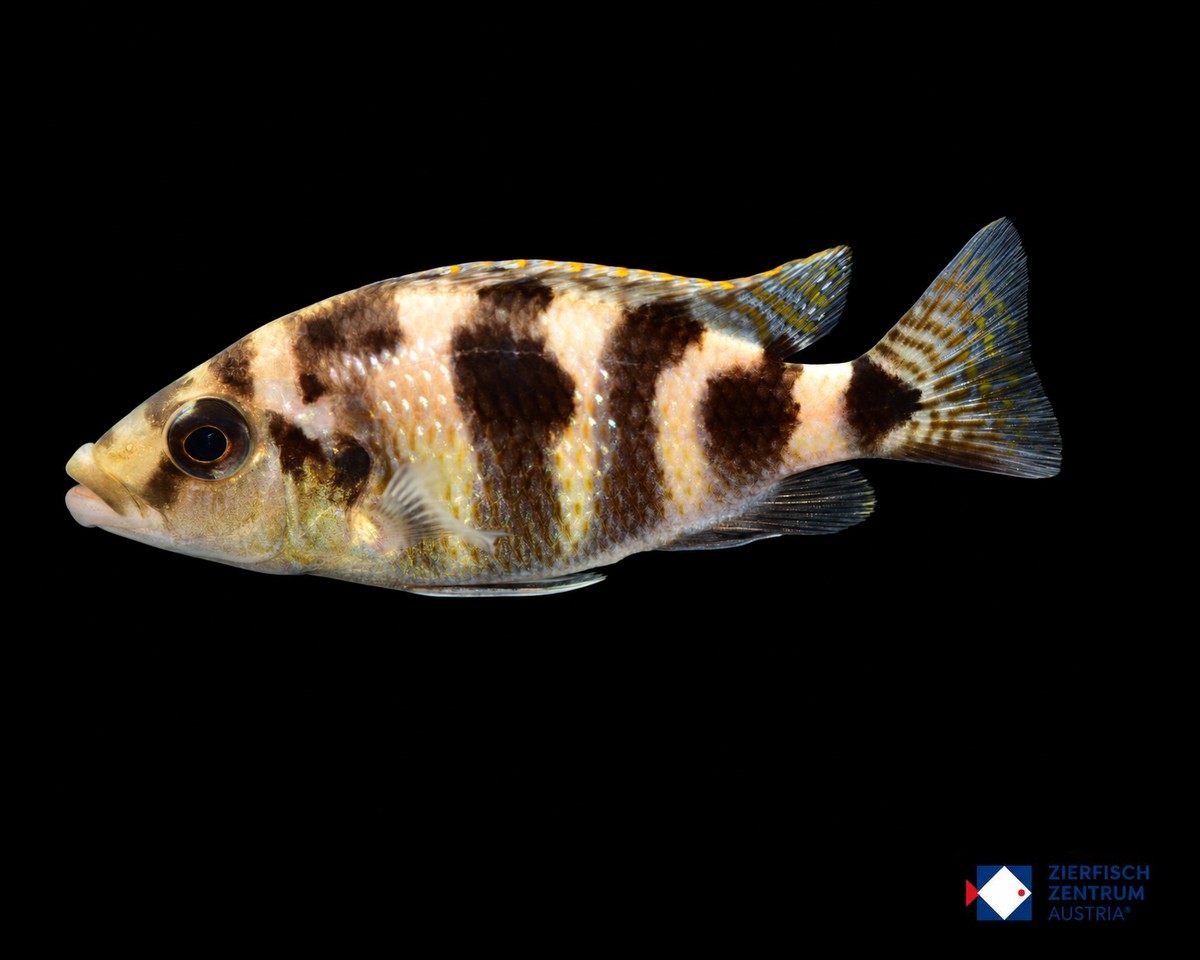 Placidochromis milomo