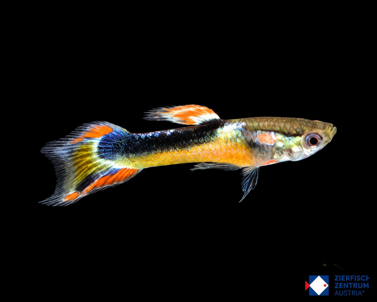 Poecilia wingei „Yellow Half Tuxedo“