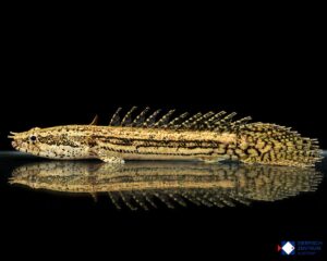 Polypterus bichir „Lapradei“