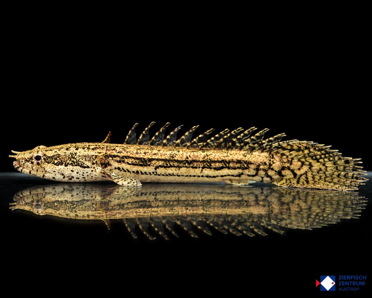 Polypterus bichir „Lapradei“