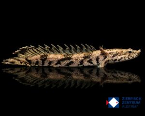 Polypterus delhezi