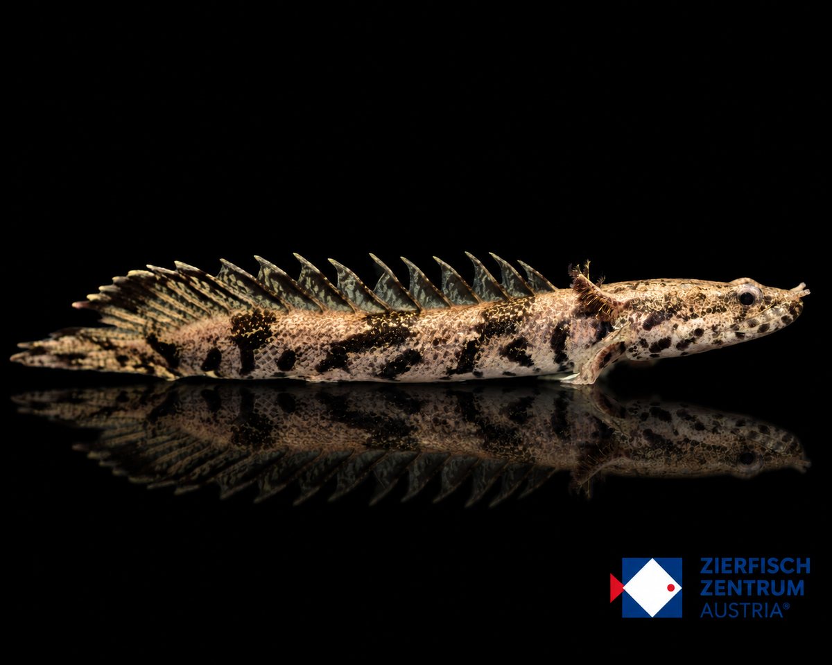 Polypterus delhezi