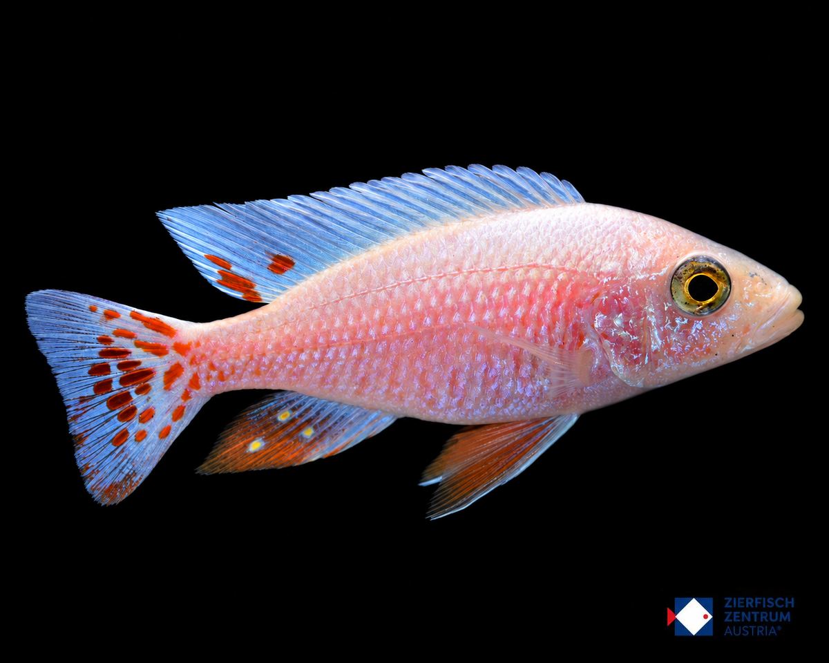 Sciaenochromis spec red snow pink flush