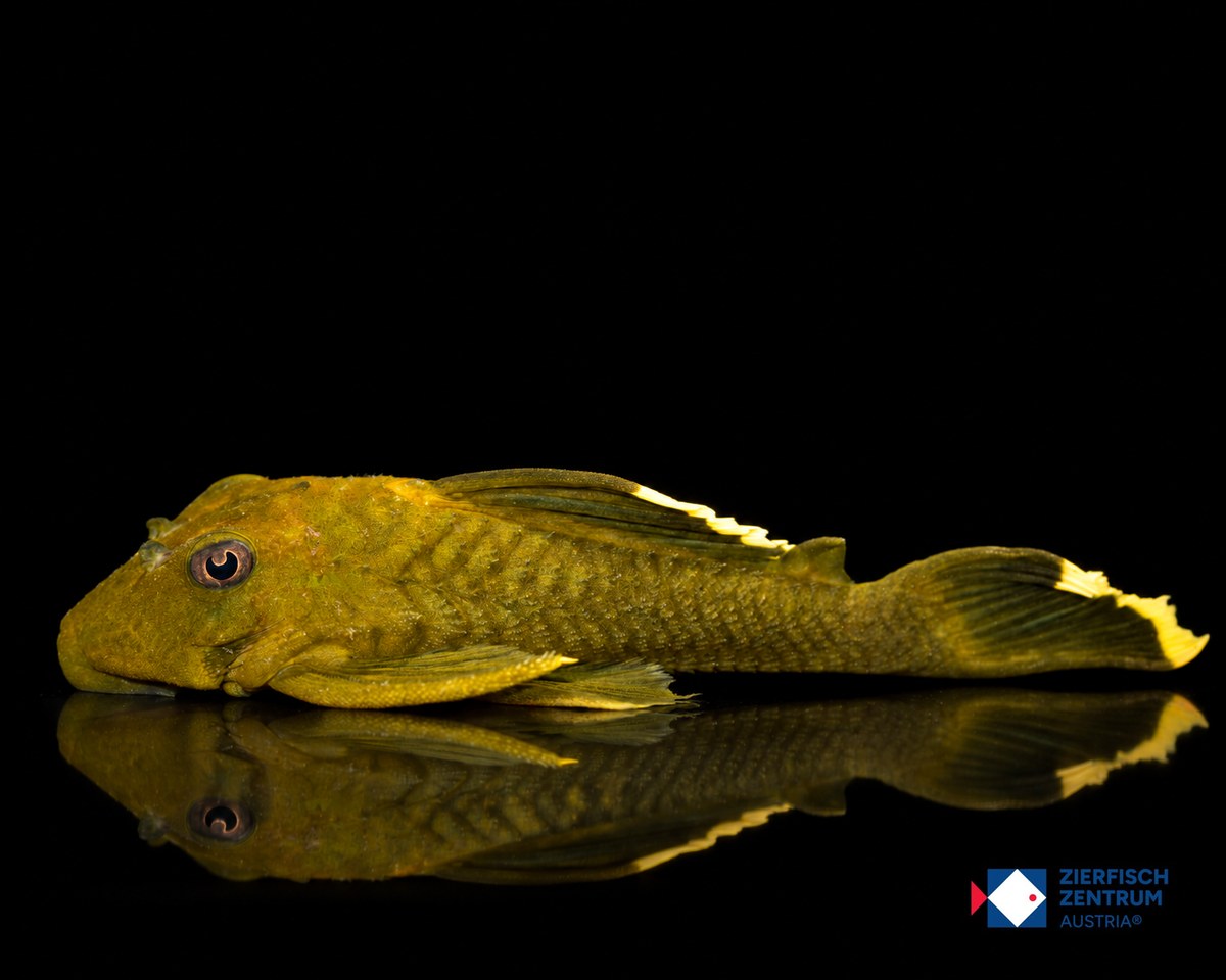Baryancistrus chrysolomus L-47