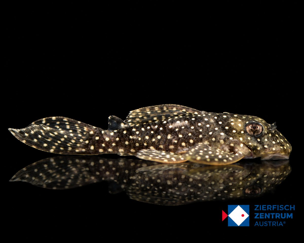 Hypancistrus margaritatus l-404