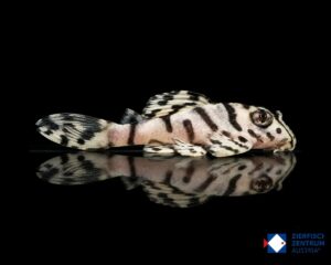 Hypancistrus seideli L236 Super White