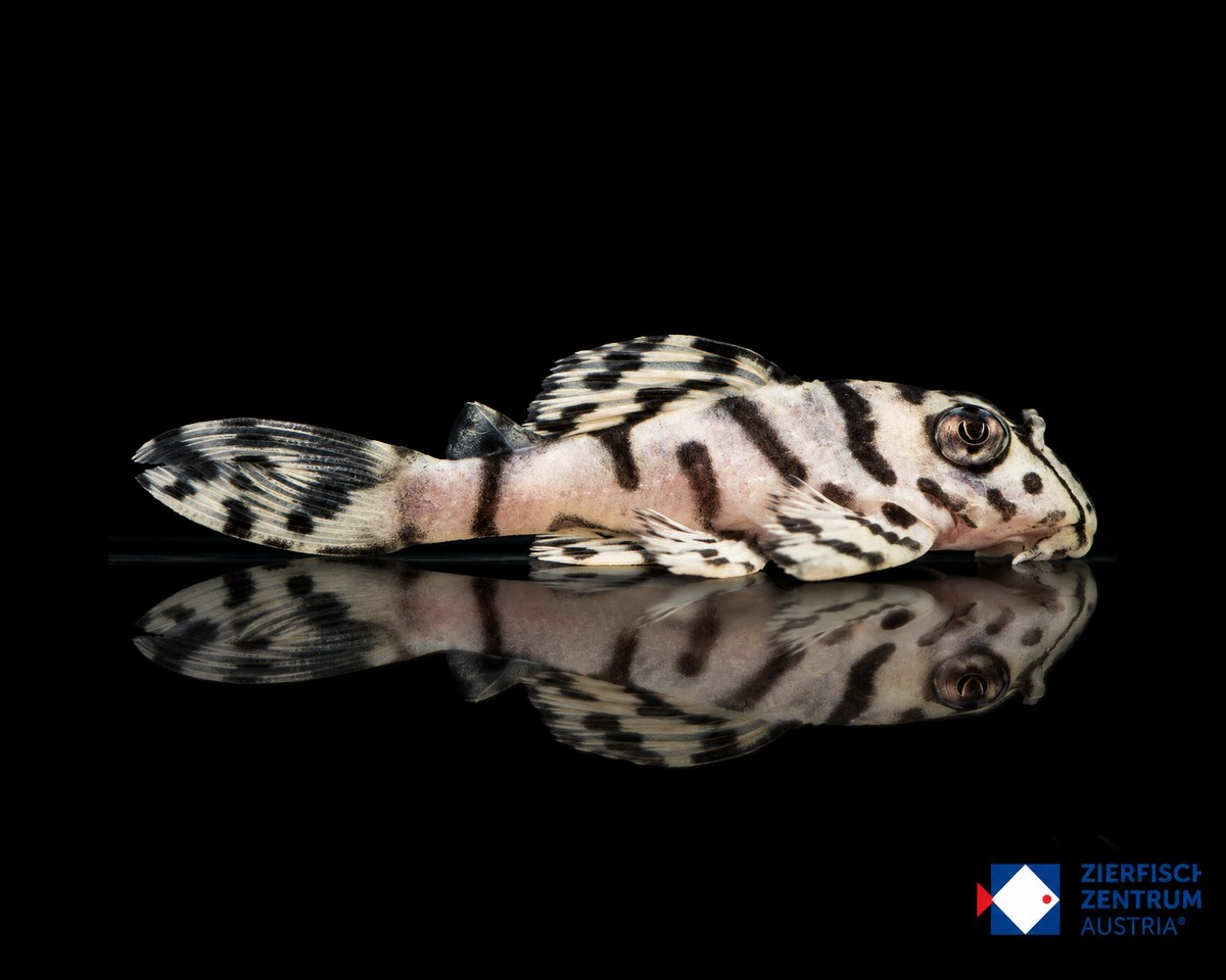 Hypancistrus seideli L236 Super White