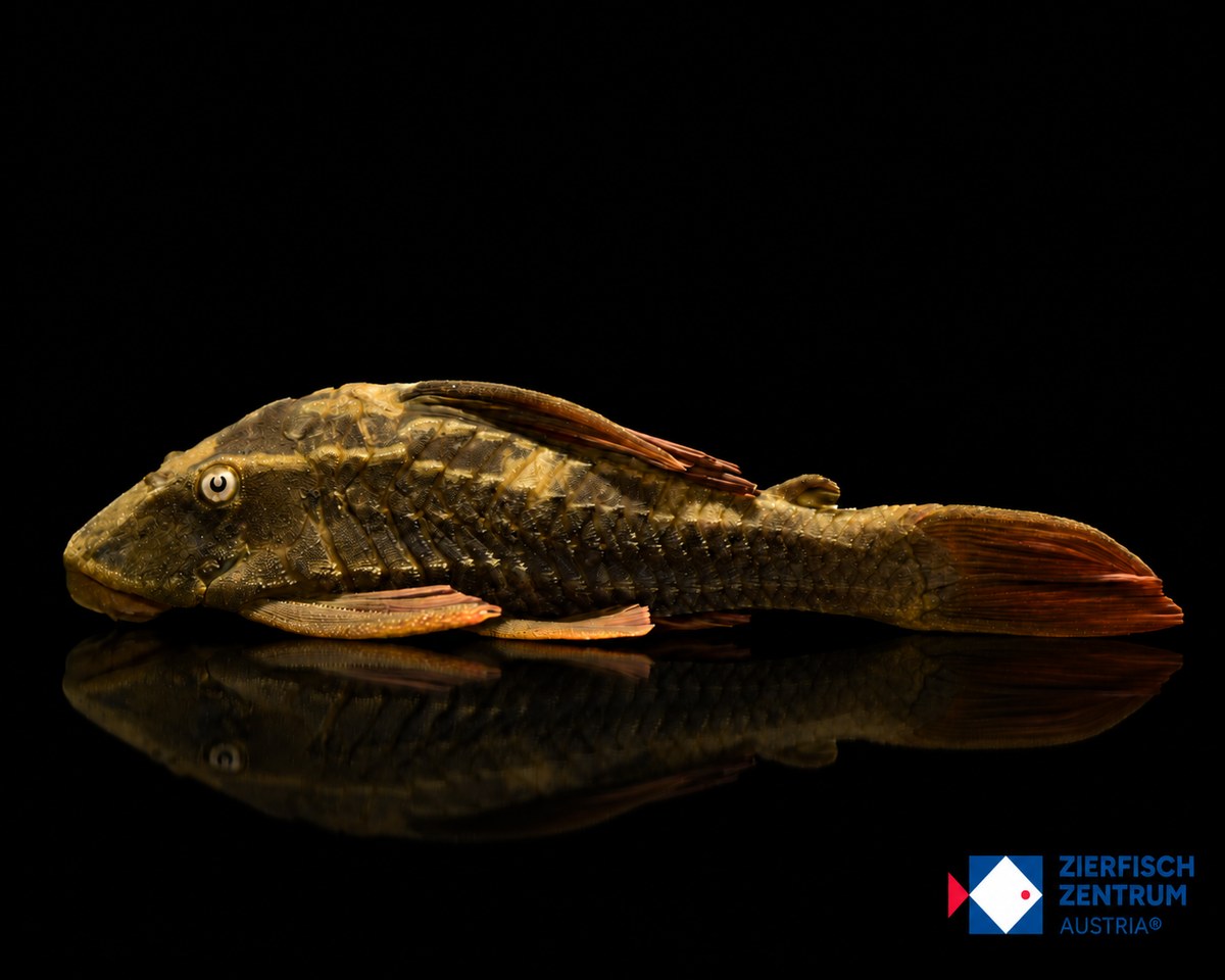 Cochliodon soniae L-137