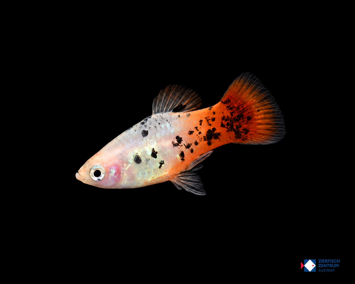 Xiphophorus maculatus „Red White Spotted“
