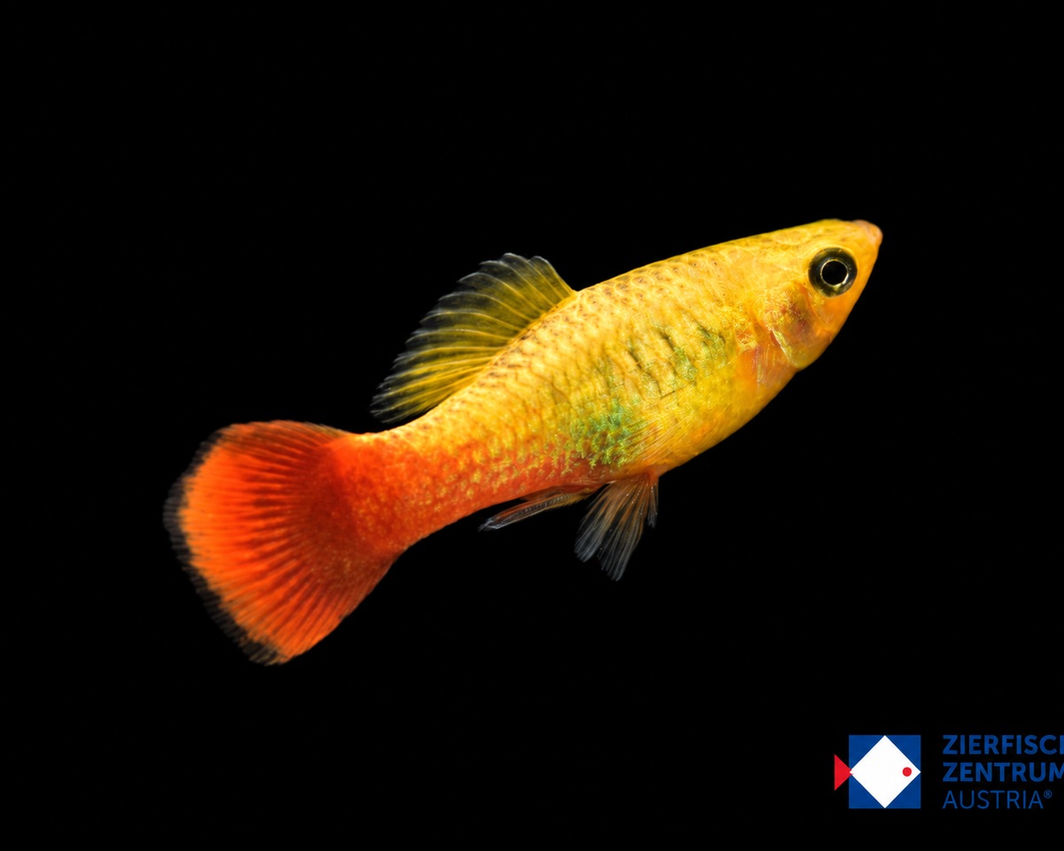 Xiphophorus variatus Grün